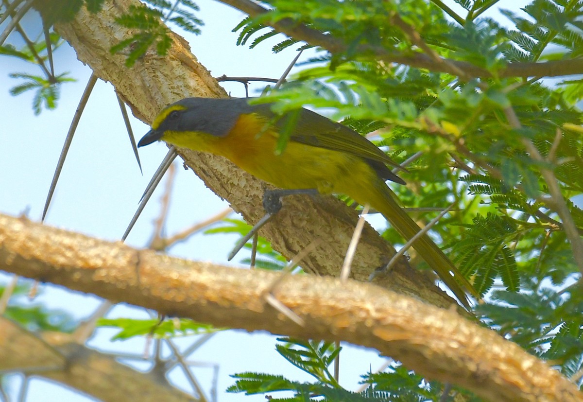 Sulphur-breasted Bushshrike - ML205411541