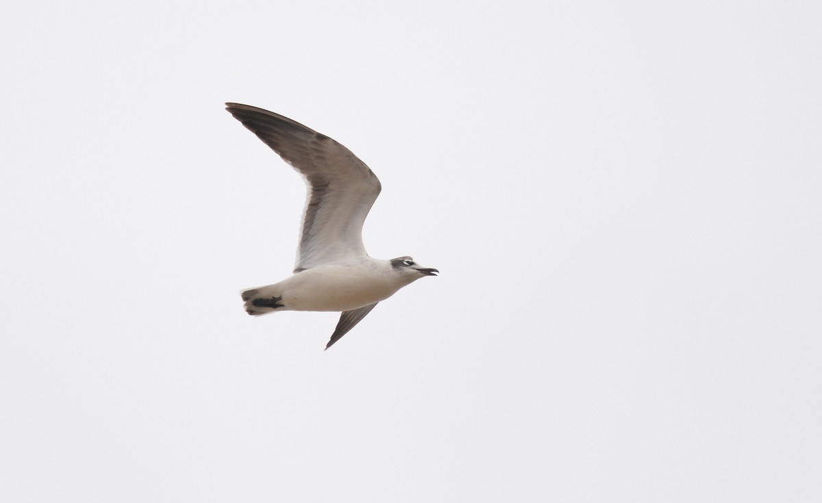 Franklin's Gull - Andy Reago &  Chrissy McClarren