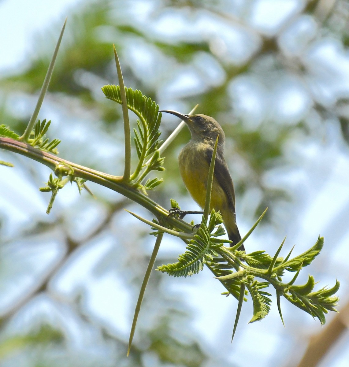 Olive Sunbird - ML205411991