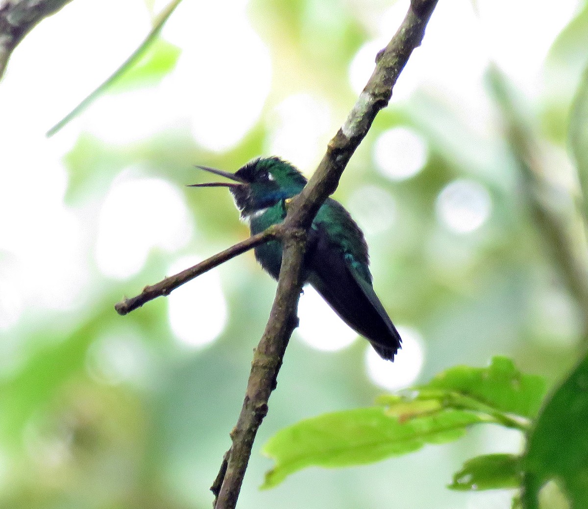 White-throated Daggerbill - Gustavo A. Rodriguez