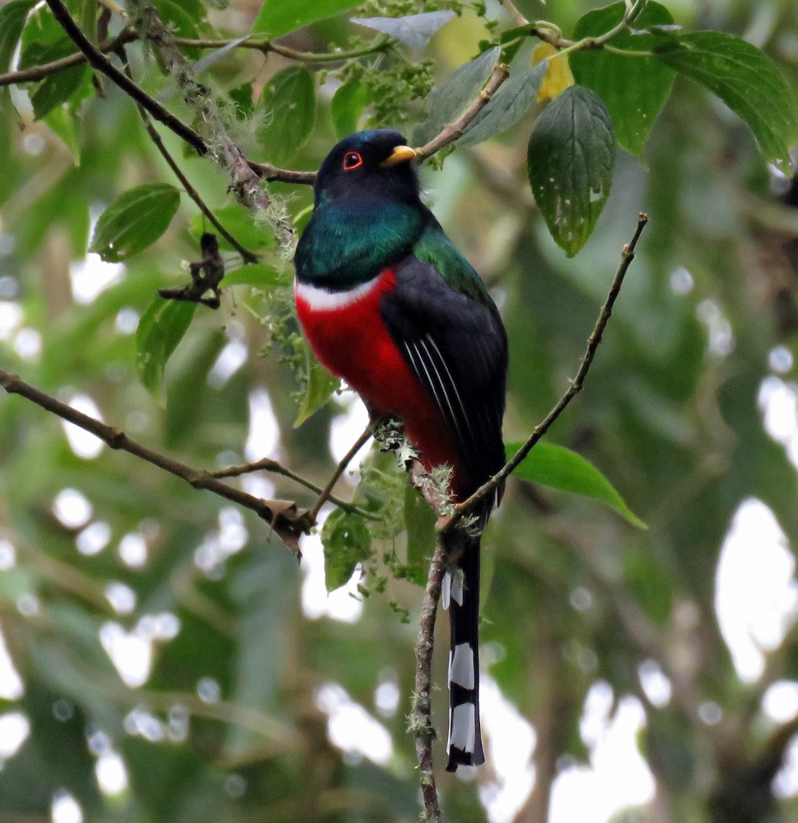 Masked Trogon - ML205412321