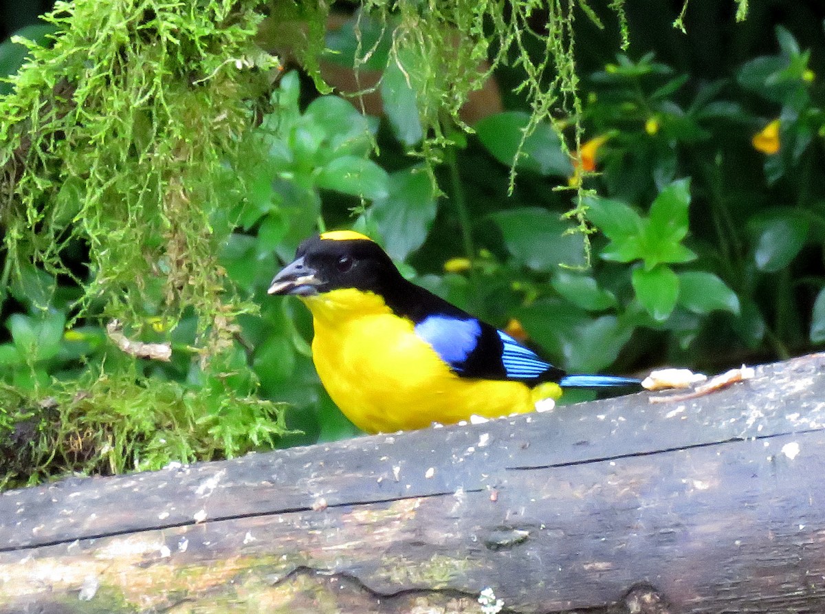 Blue-winged Mountain Tanager (Blue-winged) - ML205412331