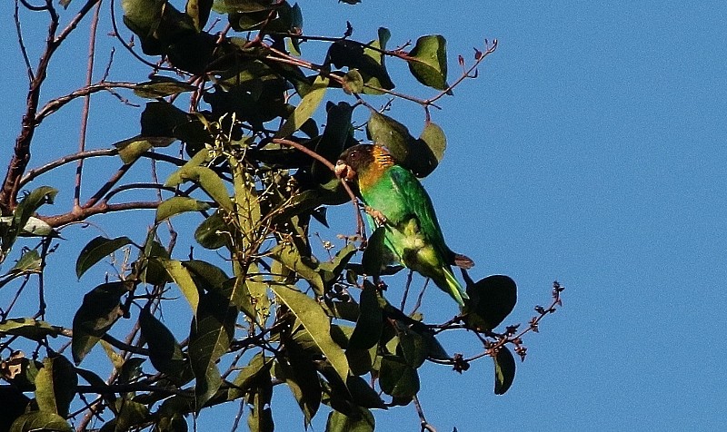 Caïque à tête noire - ML205412561