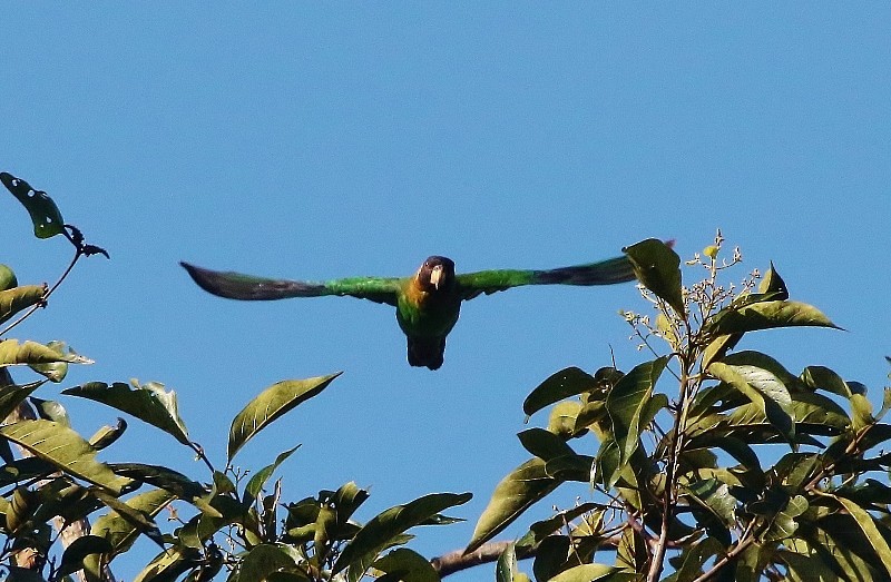 Caïque à tête noire - ML205412611