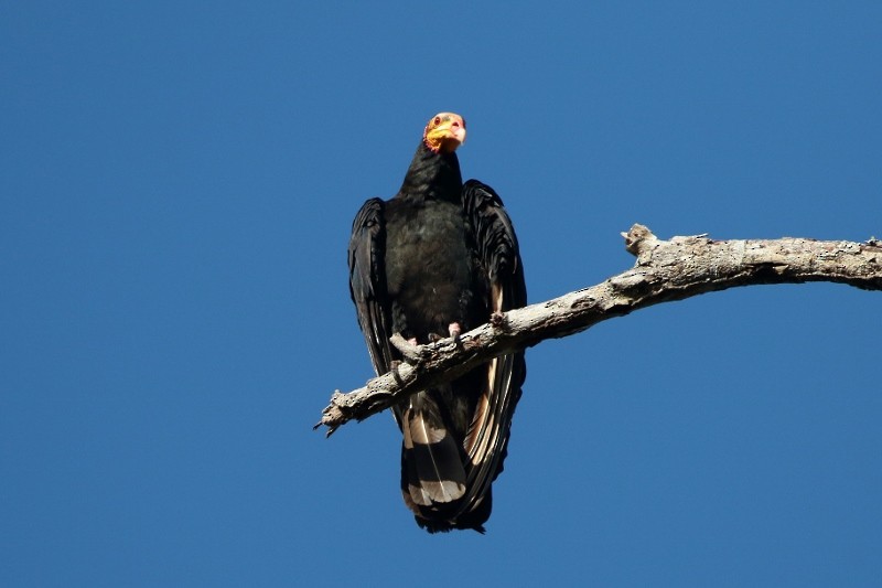 Greater Yellow-headed Vulture - ML205412621
