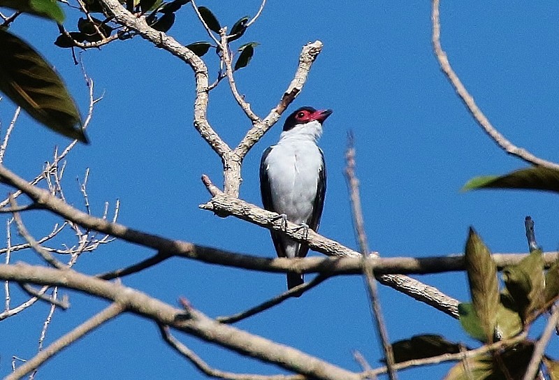 Tityre gris (cayana) - ML205412651