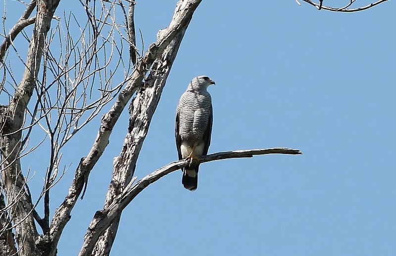 Buse cendrée - ML205412671