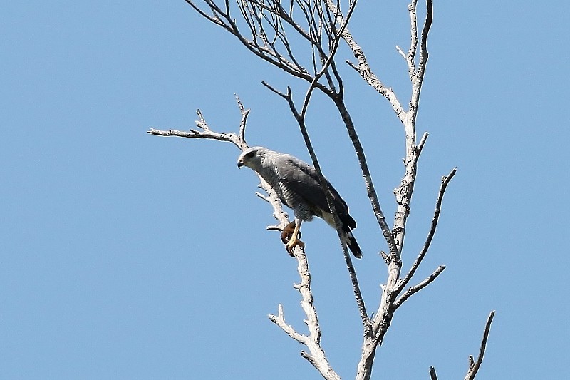 Канюк сірий - ML205412691