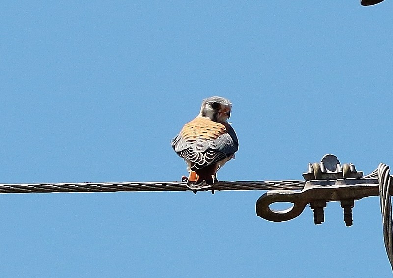 Crécerelle d'Amérique (groupe cinnamominus) - ML205412701