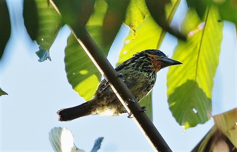 Gilded Barbet - ML205412781