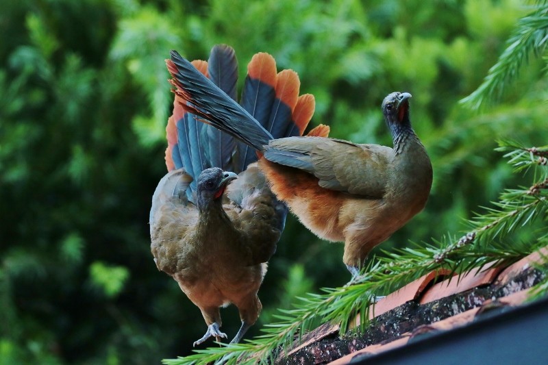 Rufous-vented Chachalaca (Rufous-tipped) - ML205413001