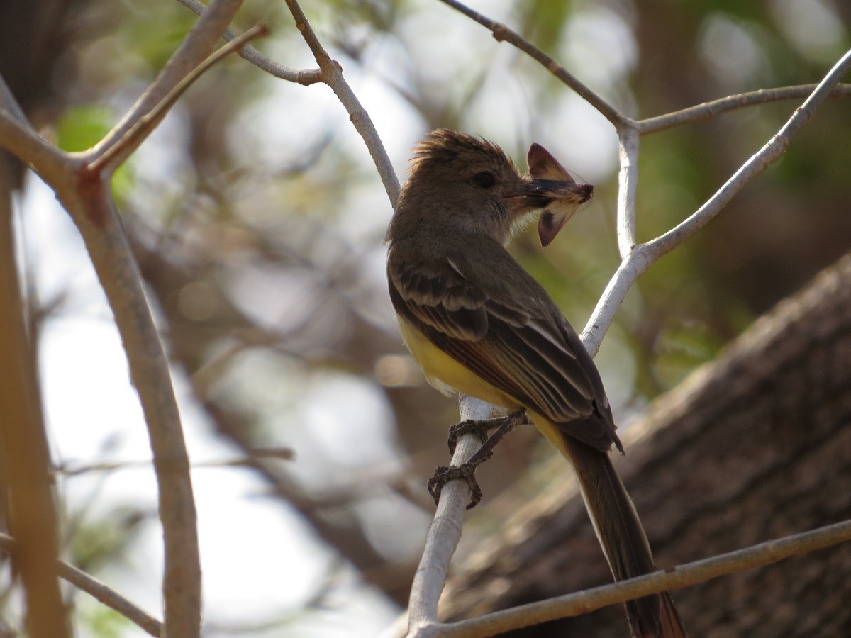 Brown-crested Flycatcher - ML205413611