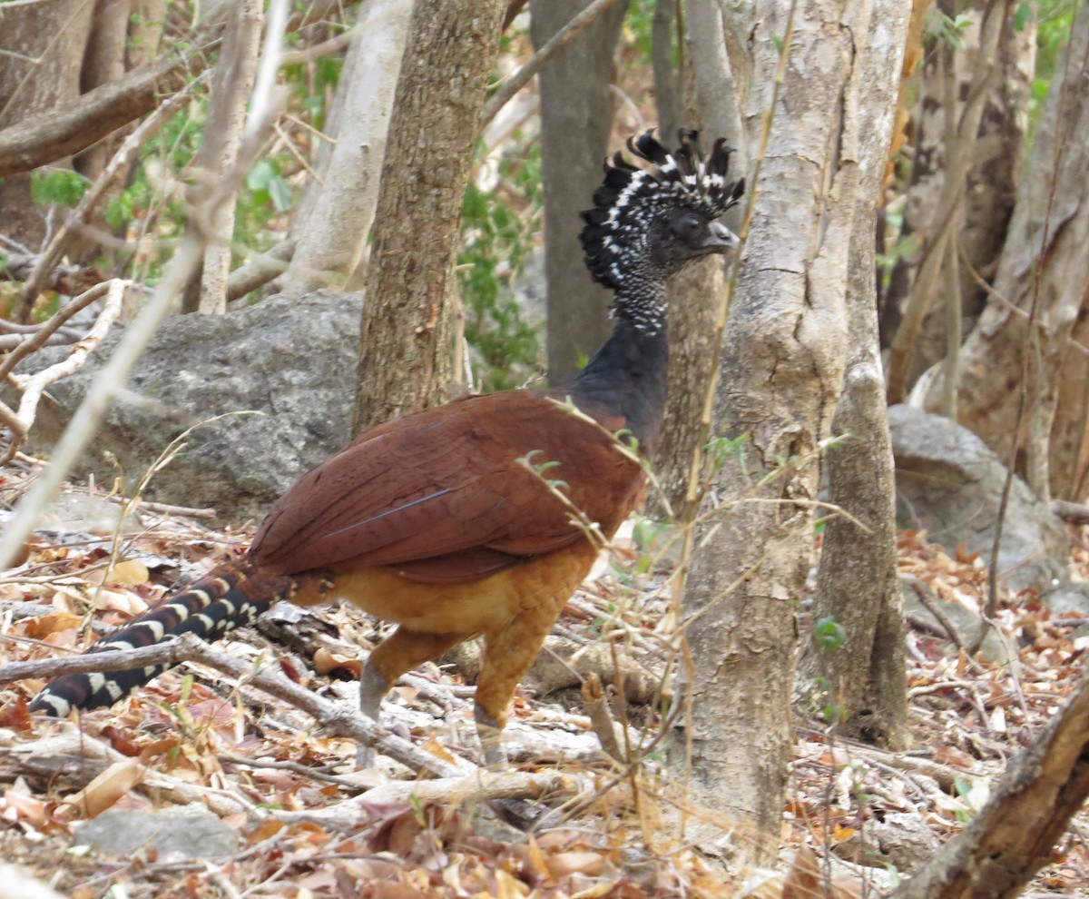 Great Curassow - ML205413651