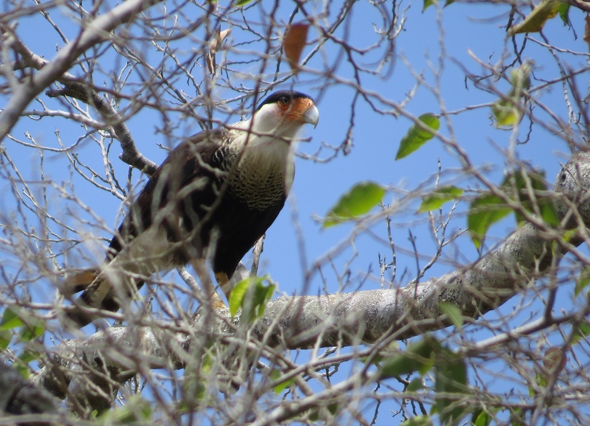 Crested Caracara (Northern) - Róger Rodríguez Bravo