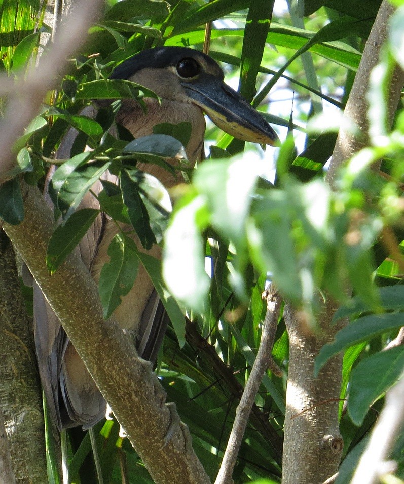 Boat-billed Heron - ML205413721