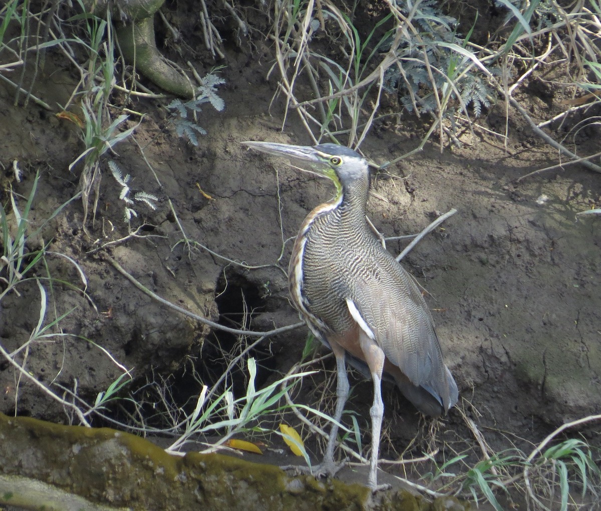 Bare-throated Tiger-Heron - ML205413731