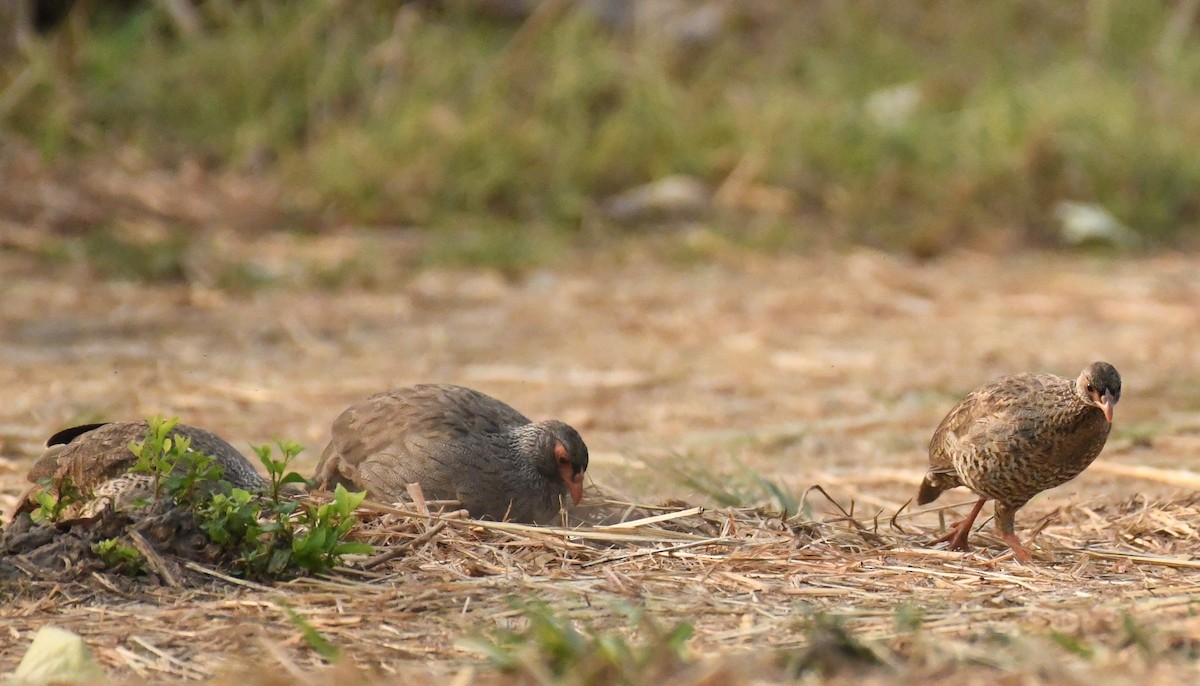 Red-necked Spurfowl (Cranch's) - Theresa Bucher