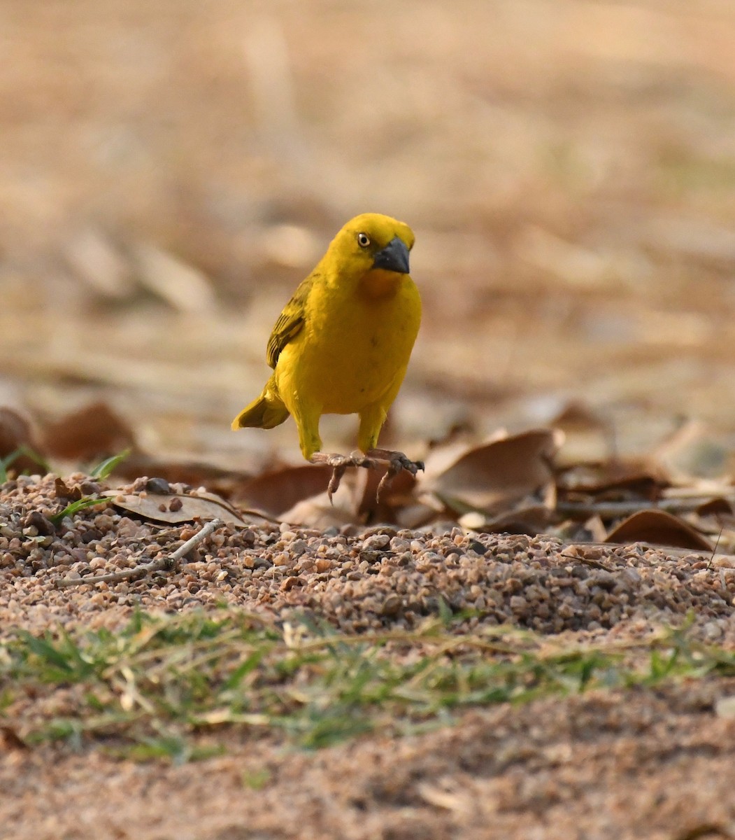 Holub's Golden-Weaver - ML205414111