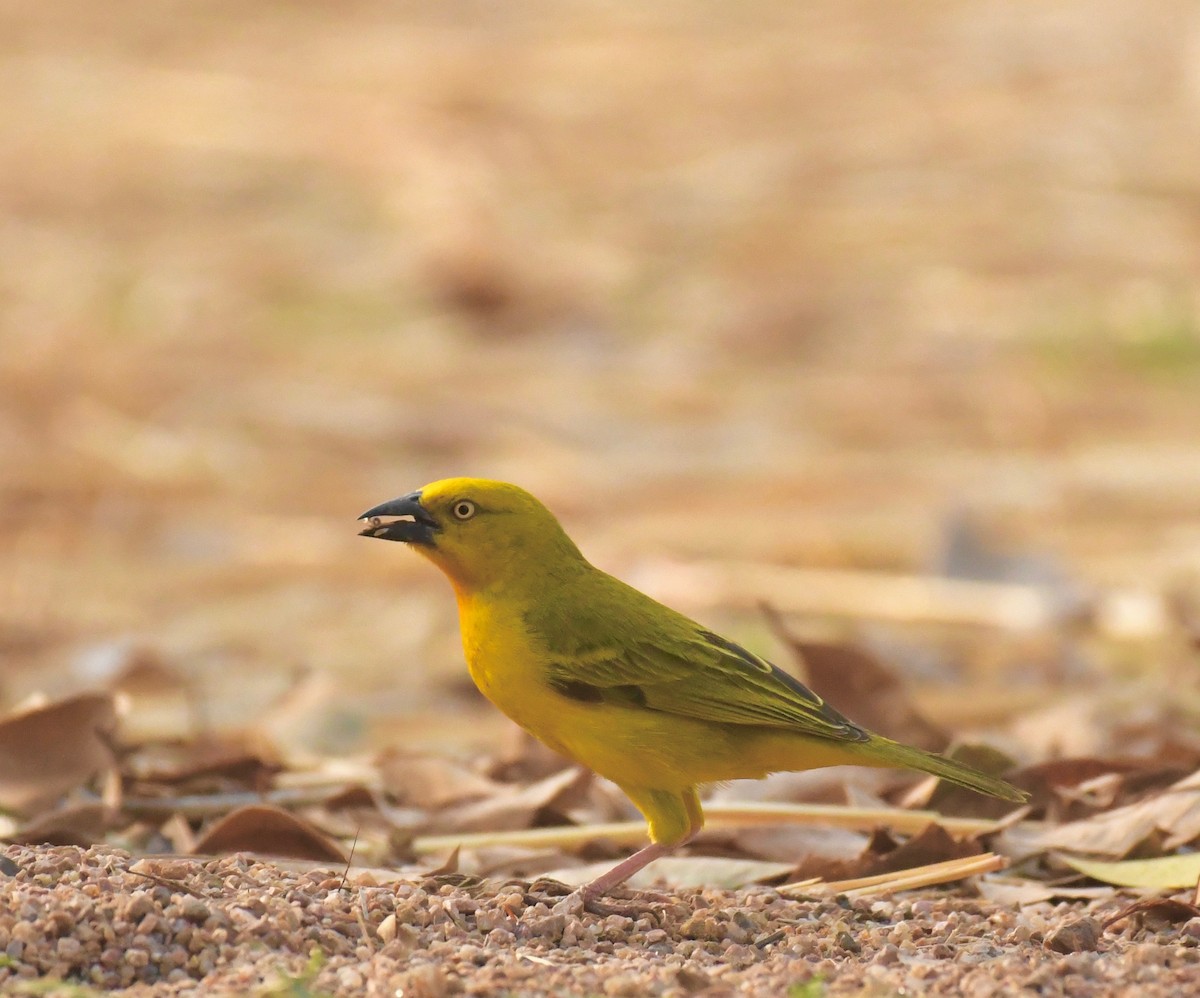 Holub's Golden-Weaver - ML205414121