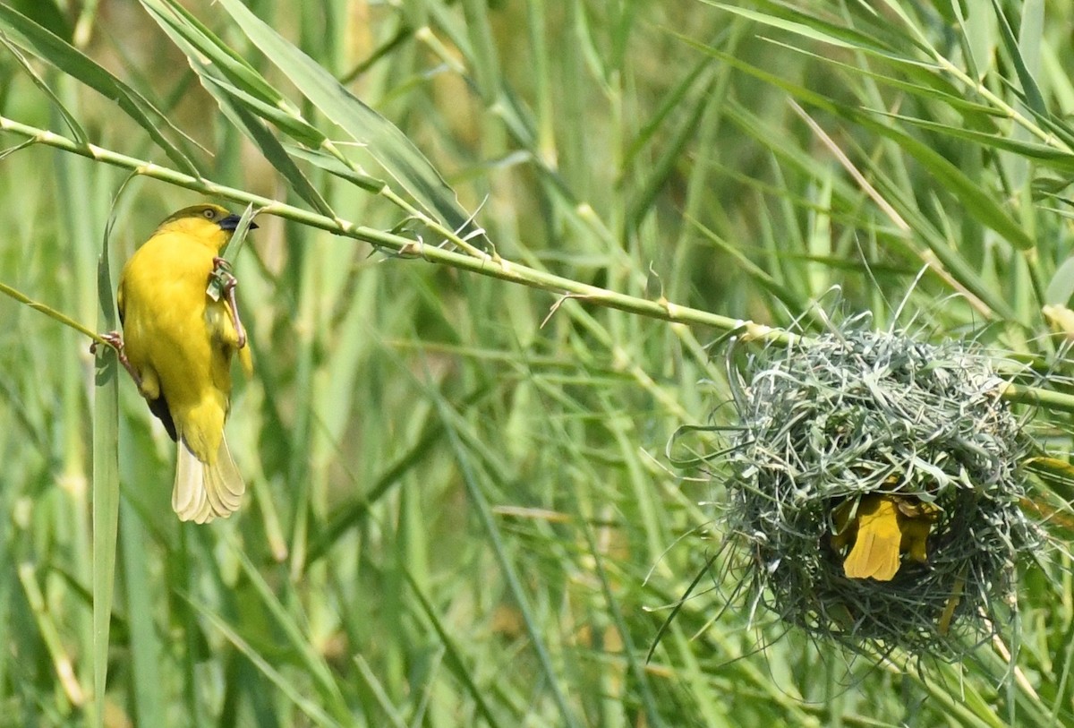 Holub's Golden-Weaver - ML205414131