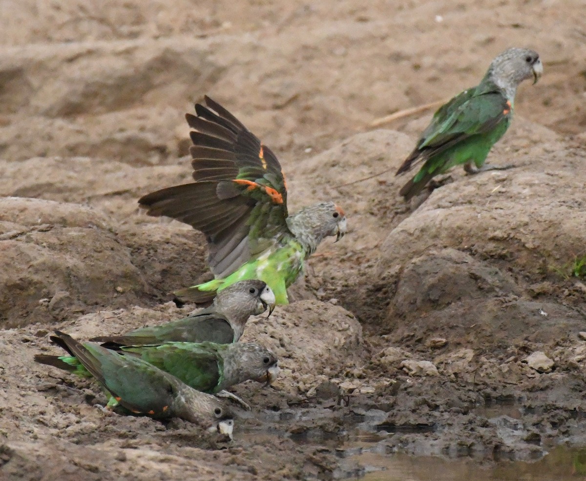 Brown-necked Parrot (Gray-headed) - Theresa Bucher