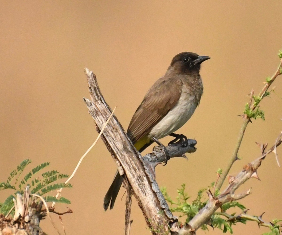 Common Bulbul (Dark-capped) - ML205414221