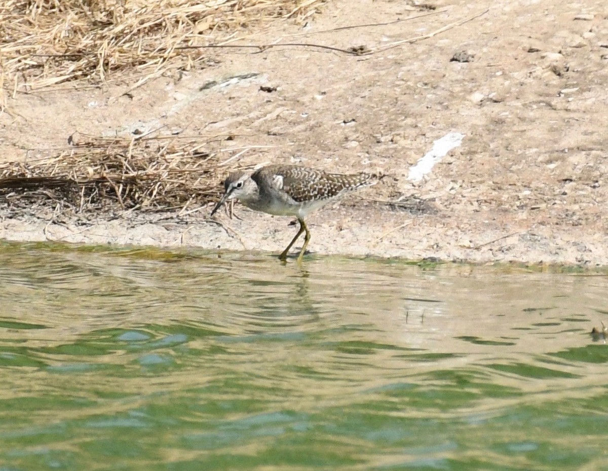 Wood Sandpiper - Theresa Bucher