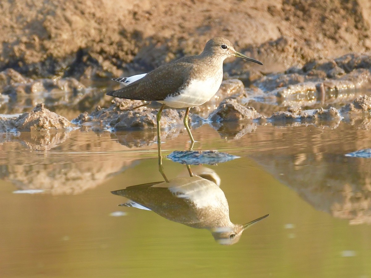 Green Sandpiper - ML205414251