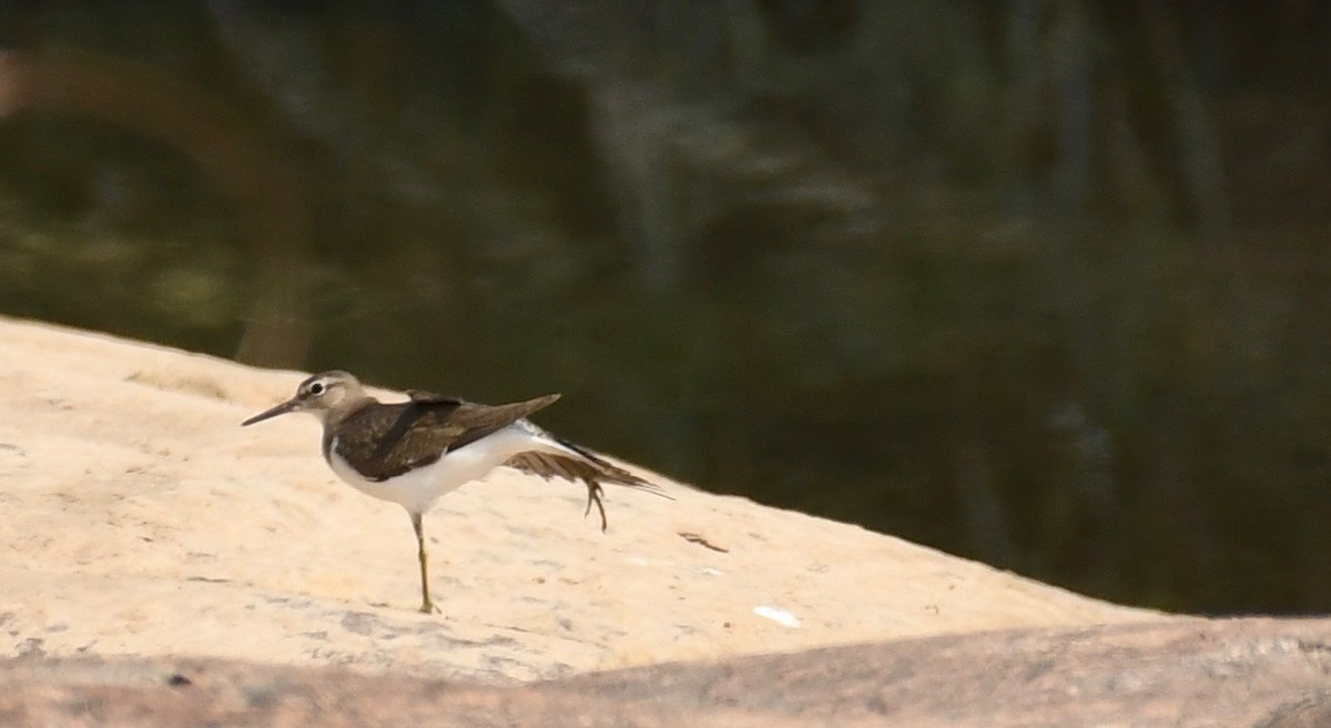 Common Sandpiper - ML205414261