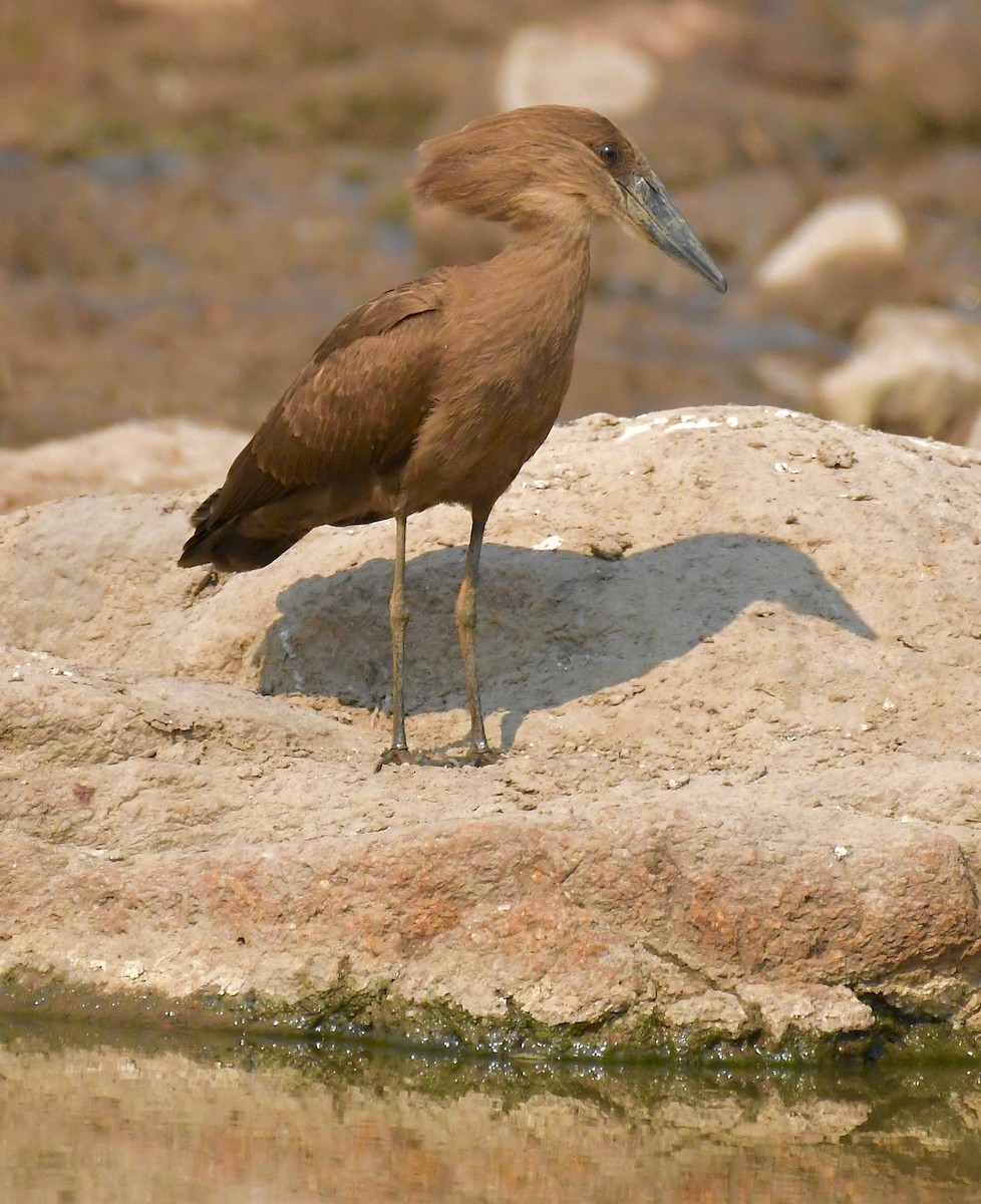 Hamerkop - ML205414361