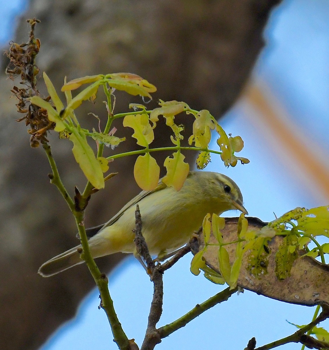 Willow Warbler - ML205414491