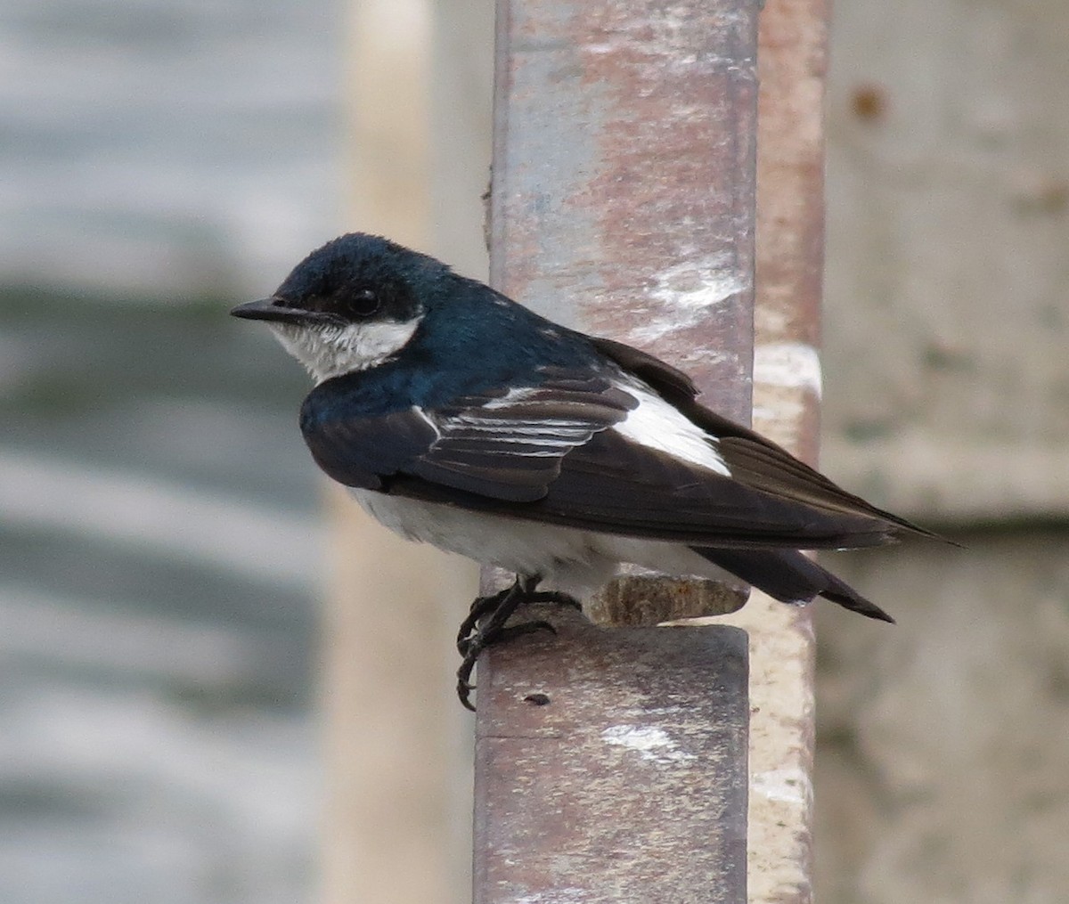 White-winged Swallow - ML205414711