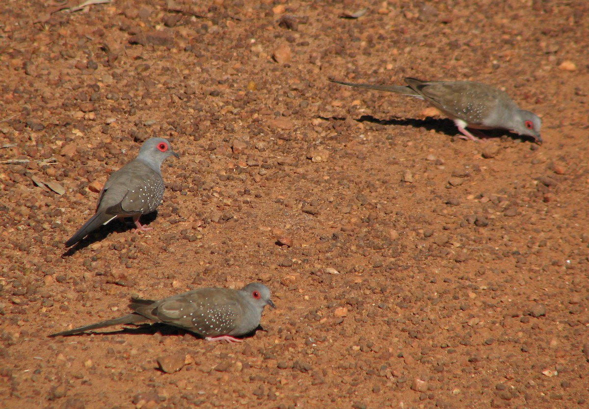 Diamond Dove - ML205415101