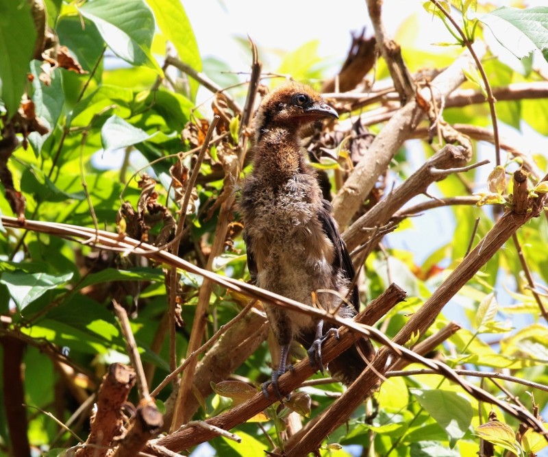 Rufous-vented Chachalaca (Rufous-tipped) - ML205415491