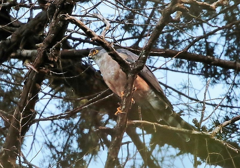 Bicolored Hawk - ML205415581