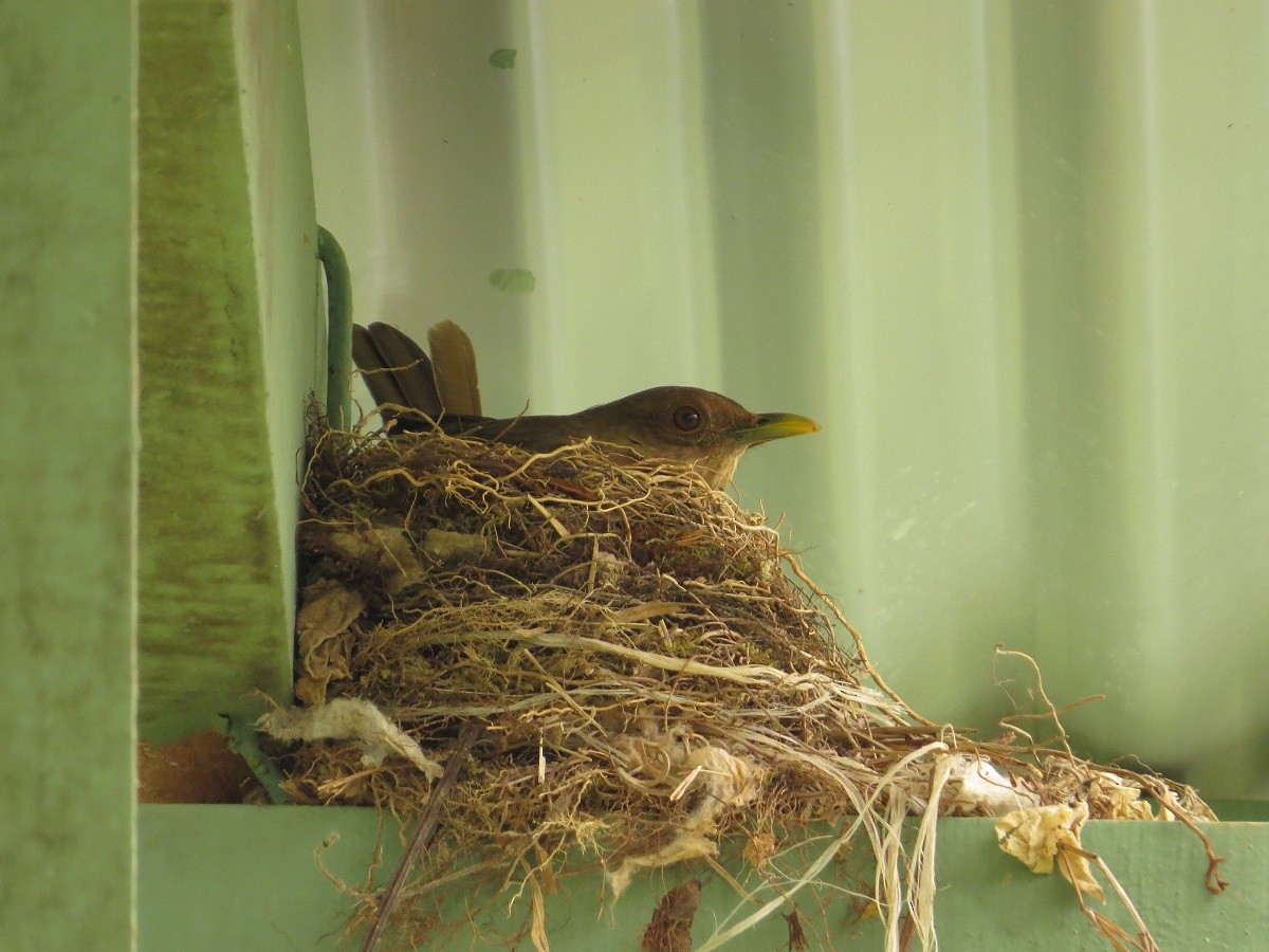 Clay-colored Thrush - ML205415861