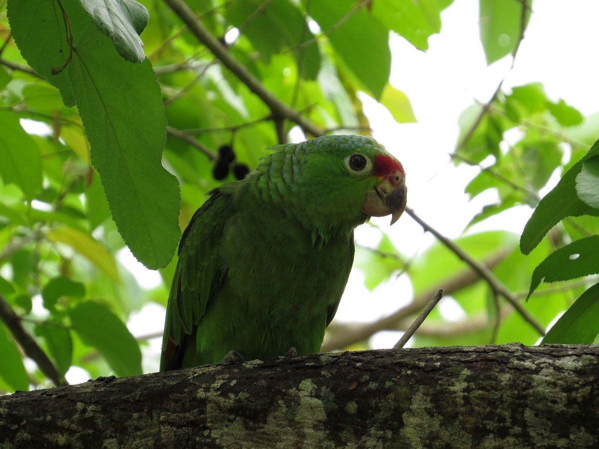 Red-lored Parrot (Red-lored) - Róger Rodríguez Bravo