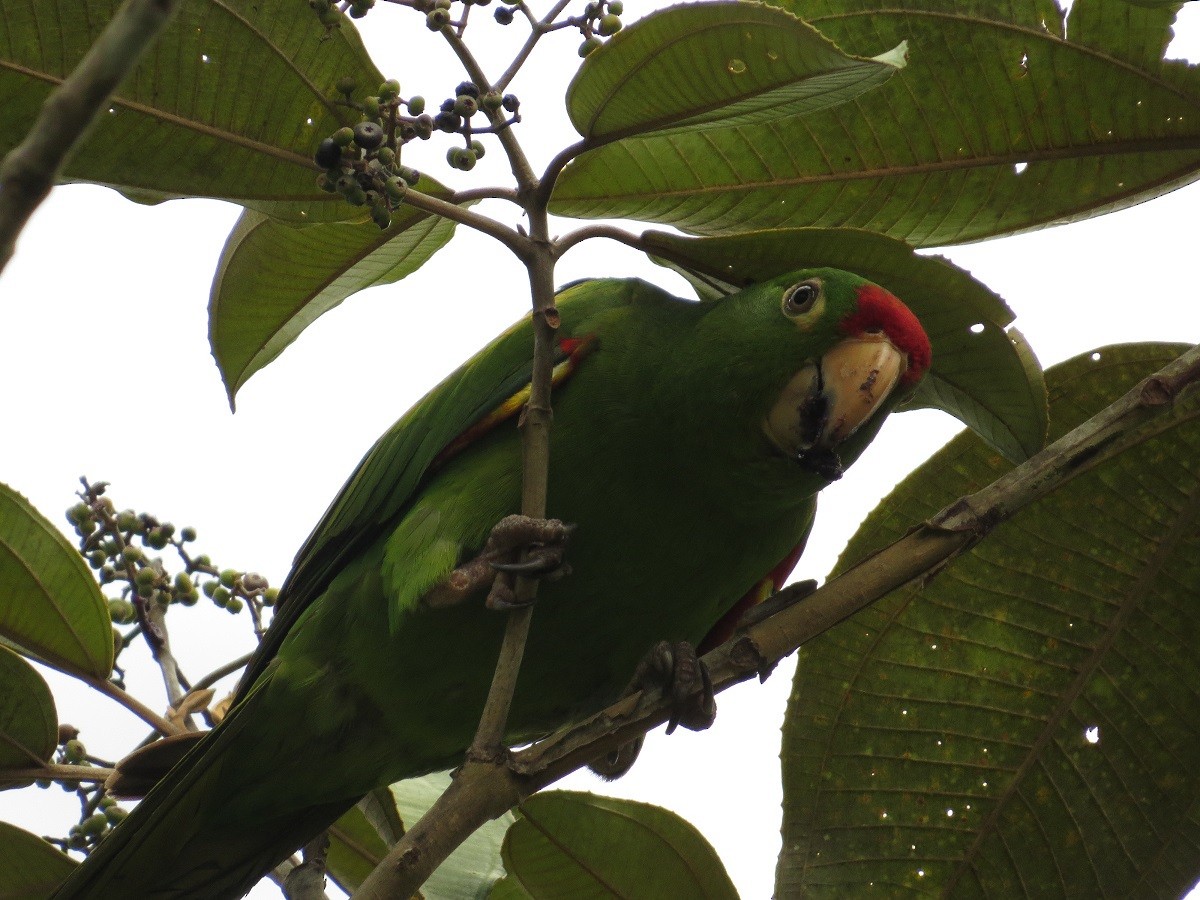 Crimson-fronted Parakeet - ML205415901