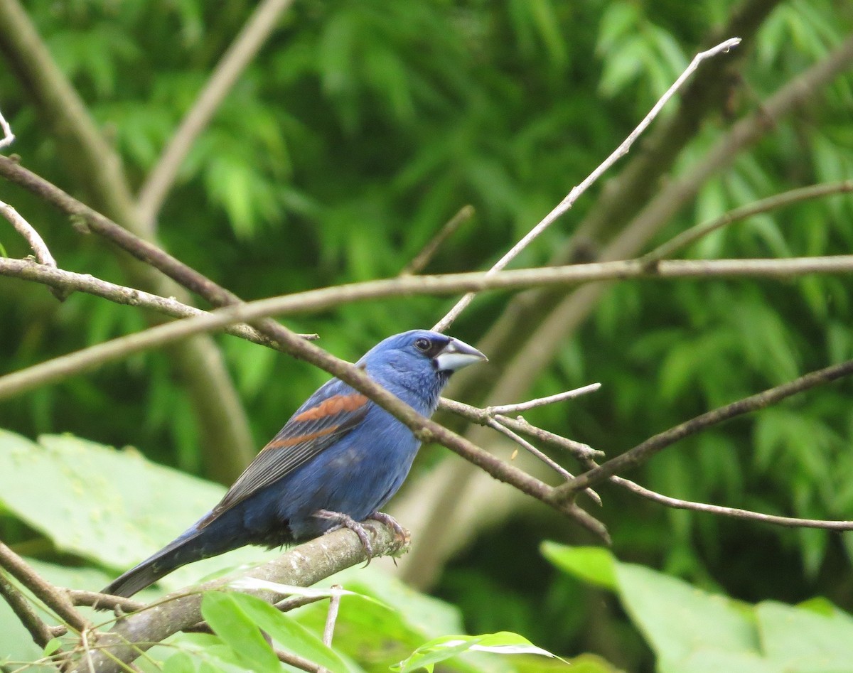 Blue Grosbeak - ML205415941