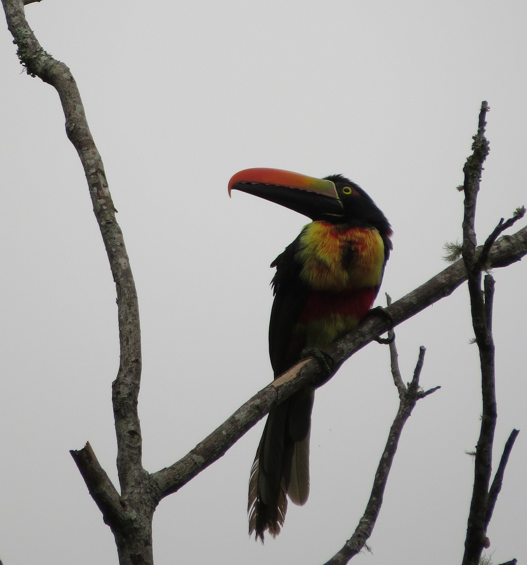 Fiery-billed Aracari - ML205415961