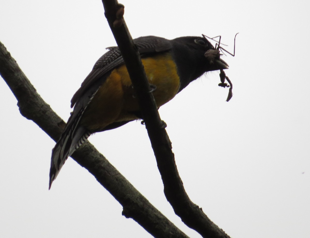 Gartered Trogon - Róger Rodríguez Bravo