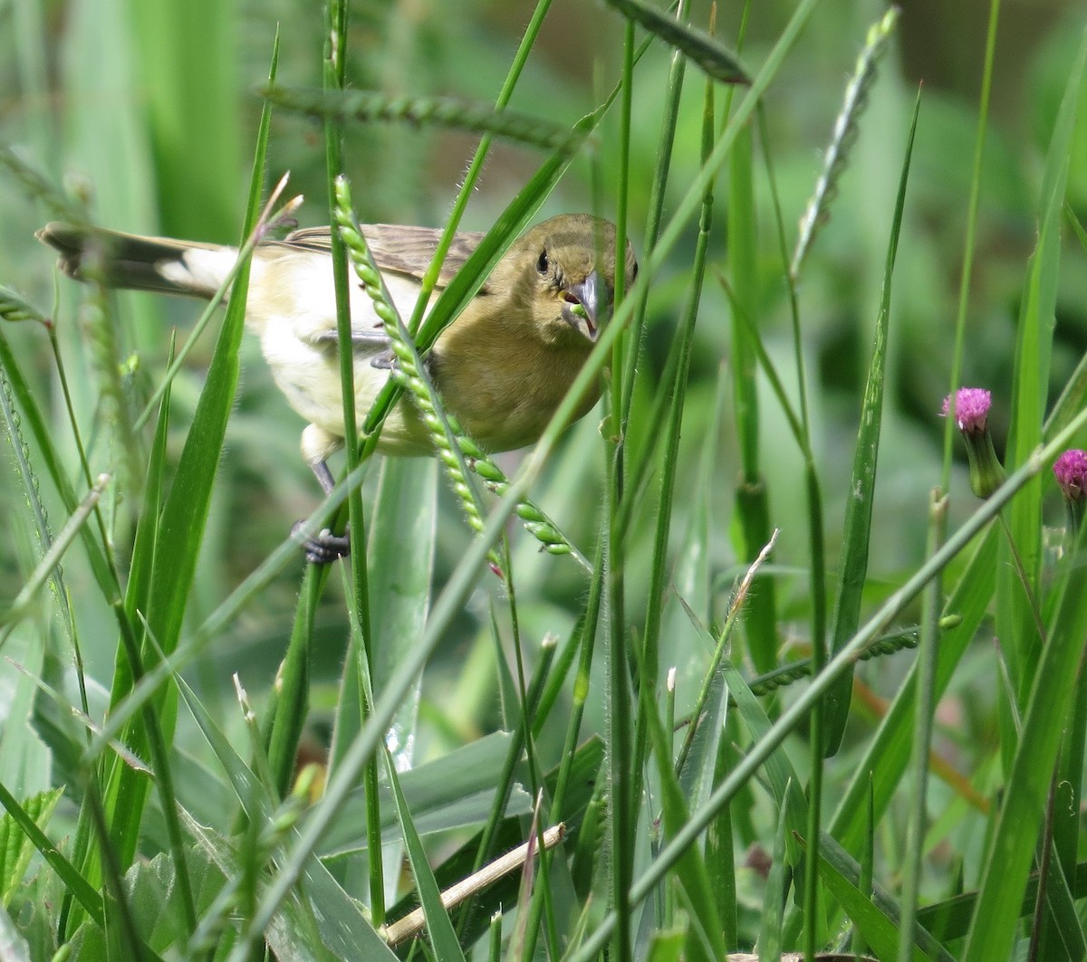 Yellow-bellied Seedeater - ML205416011