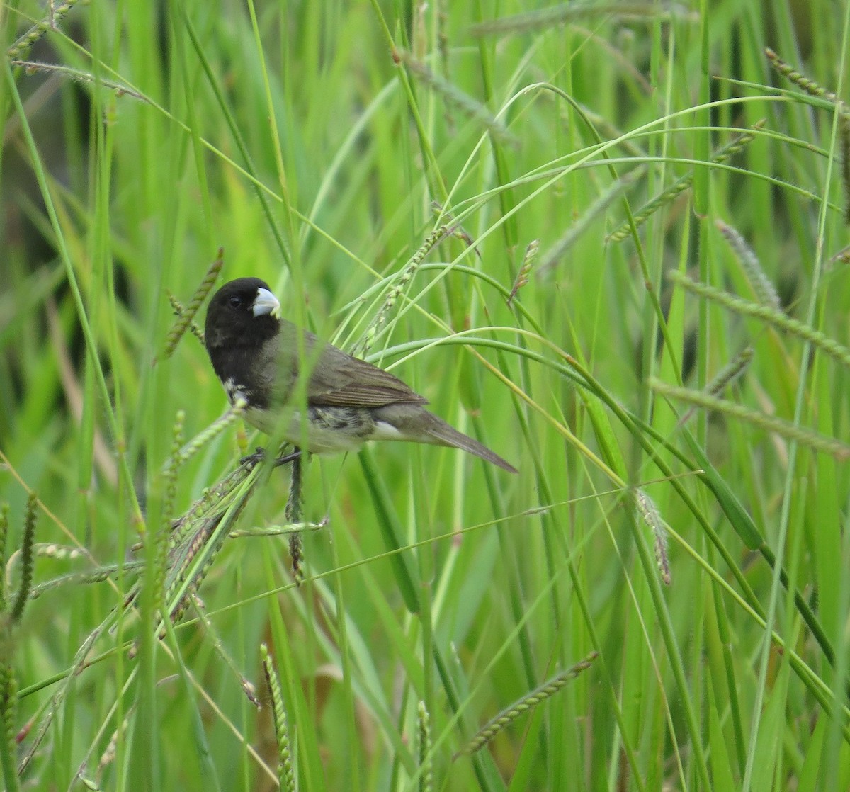 Yellow-bellied Seedeater - ML205416021