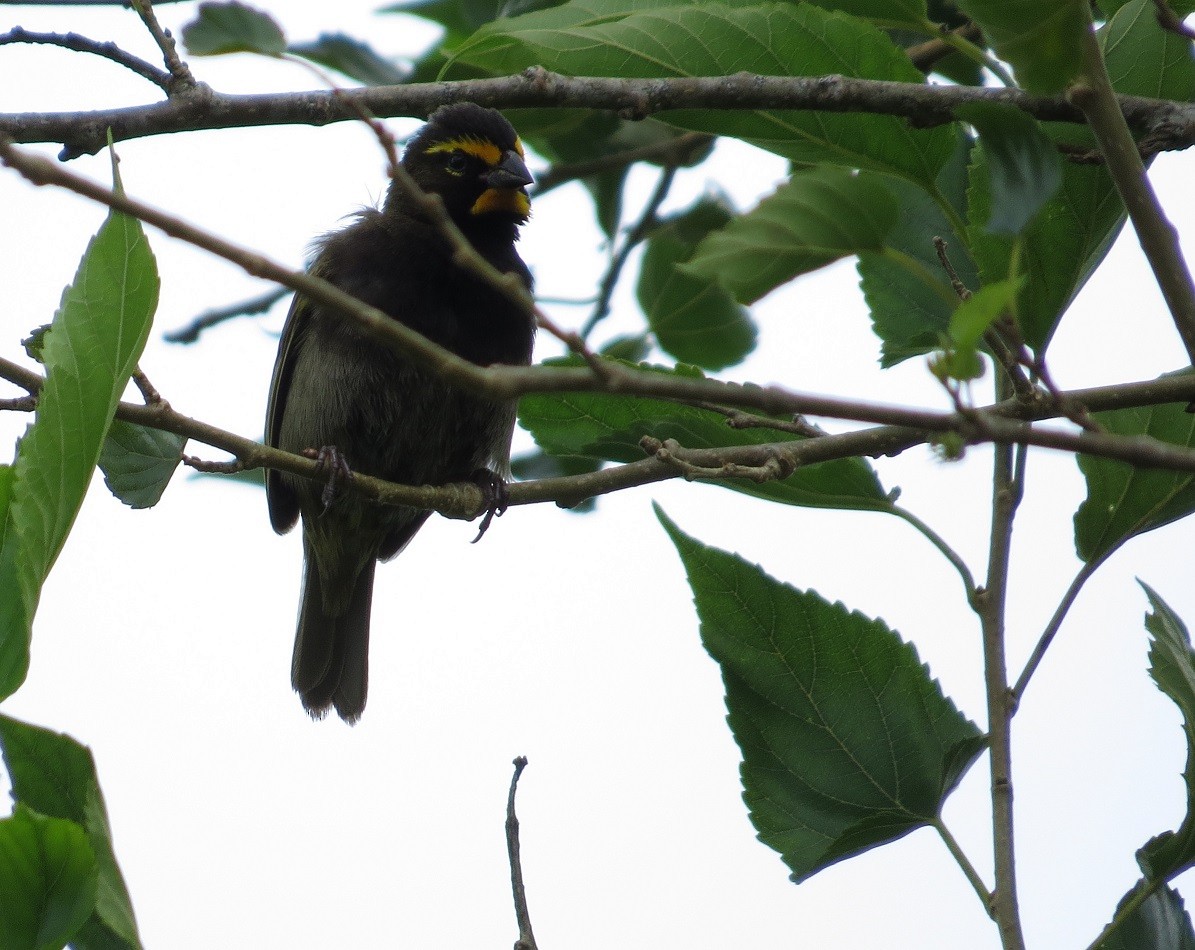 Yellow-faced Grassquit - ML205416031