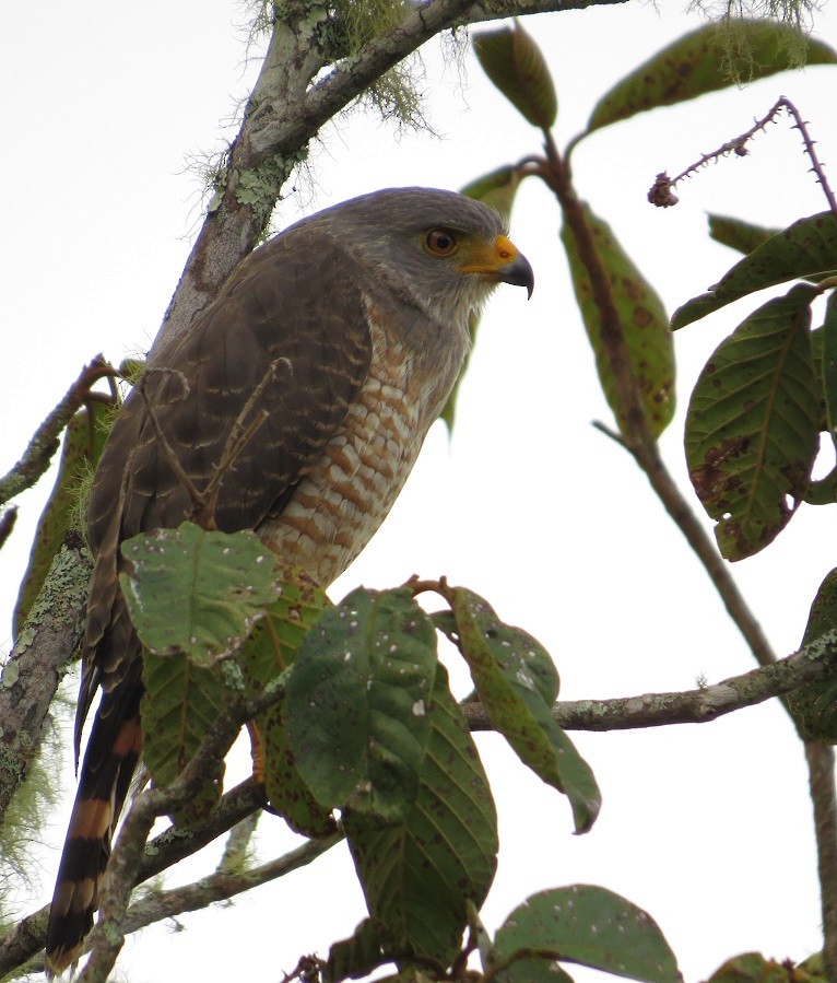 Roadside Hawk - ML205416051