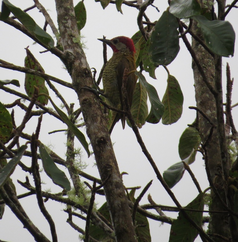 Golden-olive Woodpecker (Golden-olive) - ML205416081