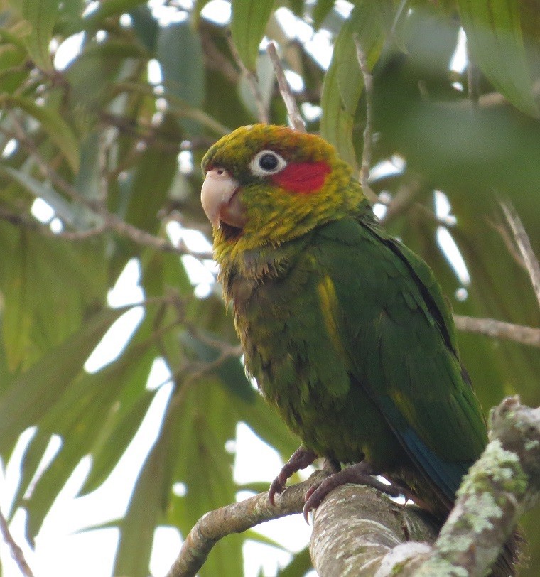 Sulphur-winged Parakeet - ML205416091