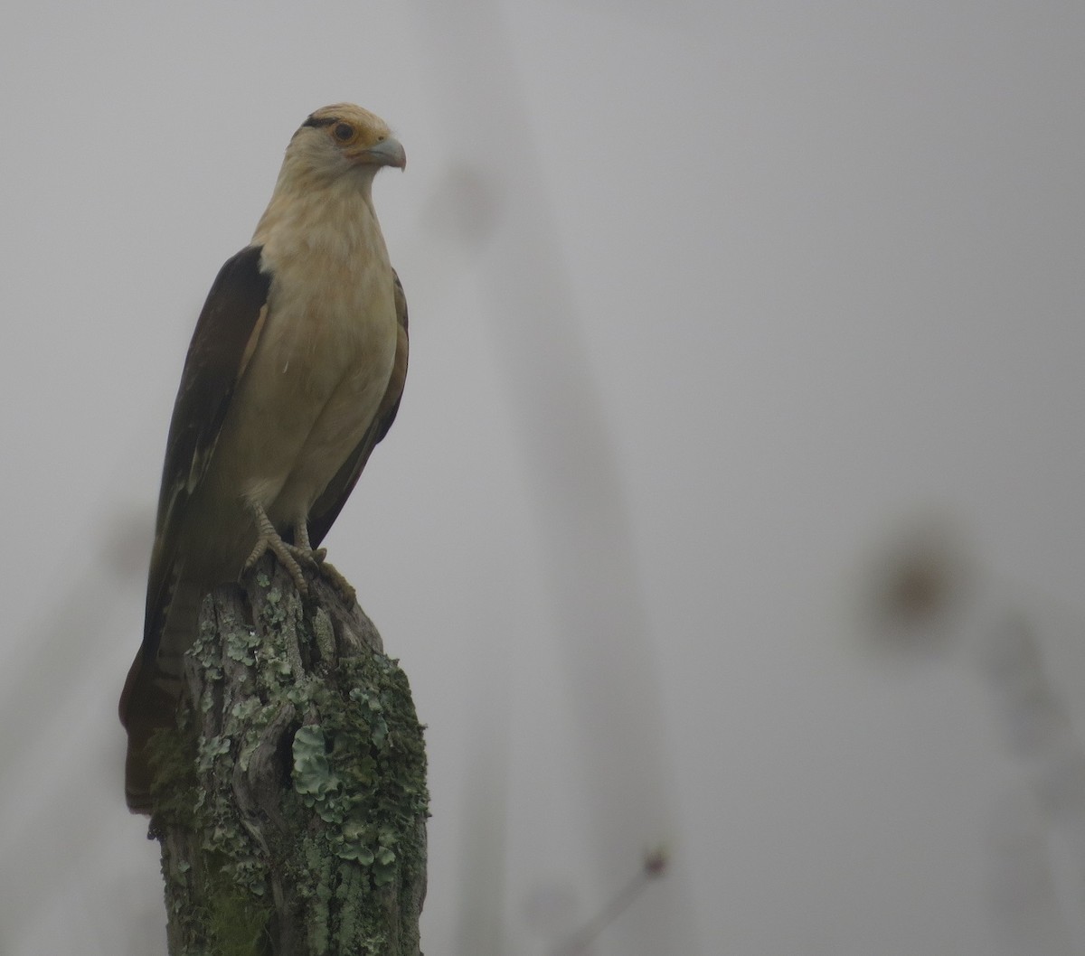 Caracara à tête jaune - ML205416101