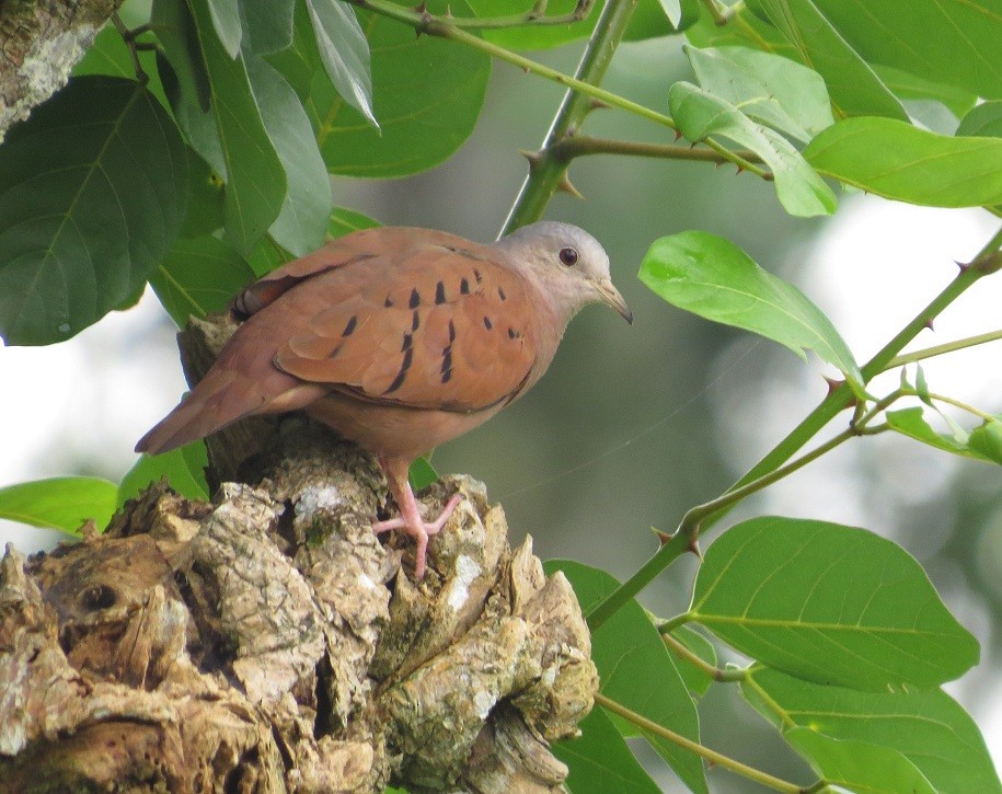 Ruddy Ground Dove - Róger Rodríguez Bravo