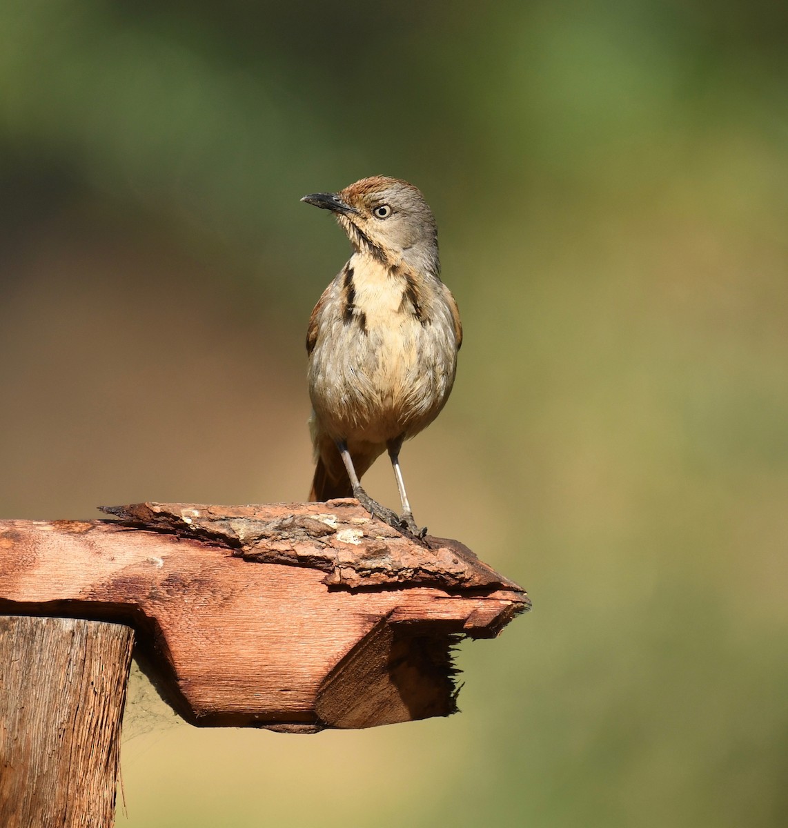 Collared Palm-Thrush - ML205416441